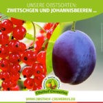 Zwetschgen und Johannis­beeren